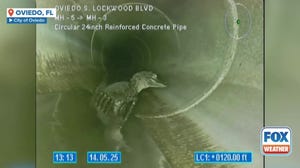 Watch: City employees find alligator in pipe under Florida road