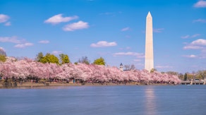 When will the cherry blossoms peak in Washington this spring?