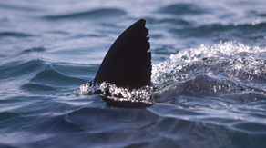 4 swimmers attacked by shark on Fourth of July along South Padre Island shore